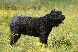 BOUVIER DES FLANDRES 481